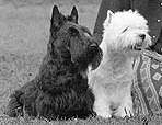 Finland Kennel