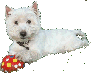 Liens avec  Perroblanco UK