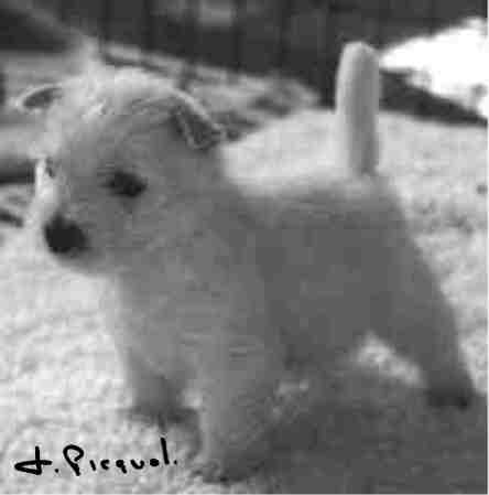 Photo chiot Punchy Baby X First Lord