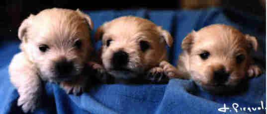 Photo Chiots N�on Light X Ch. Necker Chief