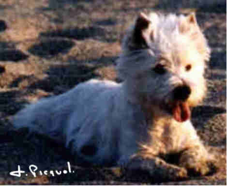 Photo Ch. Lord's Wain Lippy