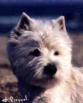 Photo Ch. Lord's Wain Lippy