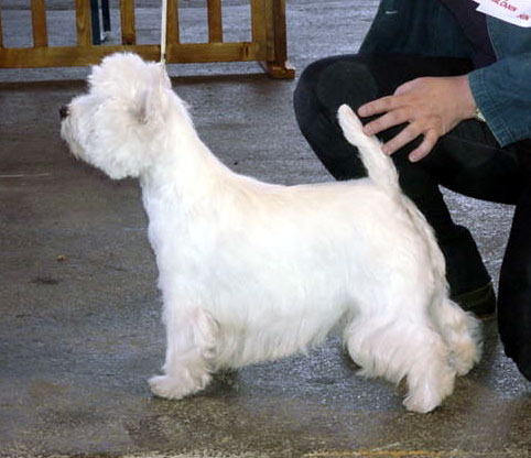 CAC CACIB BOB Please Take a Chance of Me de Champernoune