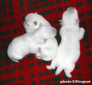 chiots Ouanadoo X Jamiroquai