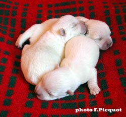 Chiots Ouanadoo X Jamiroquai