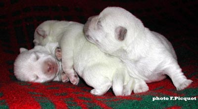 Chiots Ouanadoo X Jamiroquai