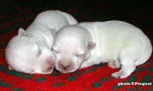 Chiots Ouanadoo X Jamiroquai