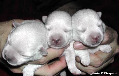 Chiots Ouanadoo X Jamiroquai