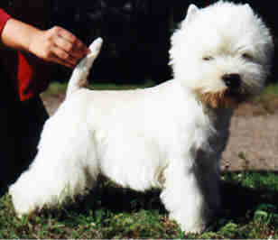 Ch. Whitebriar Jamiroquai