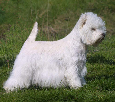 Caithness Poppet
