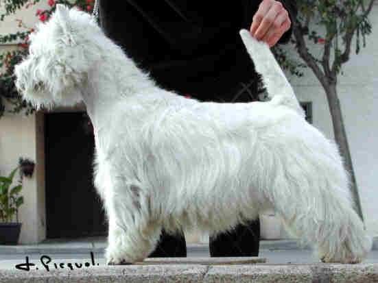 Cracker Jack du Clan des Hamilton