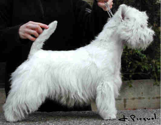 Cracker Jack du Clan des Hamilton