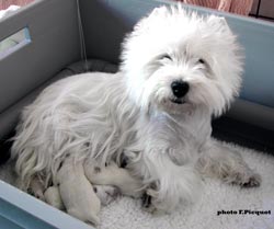 chiots Ouanadoo X Jamiroquai 2 jours