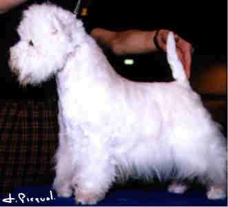 photo Private Dancer du Clan des Hamilton RCAC.QC