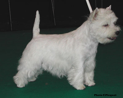 Best Puppy Topsy-Turvy de Catextol