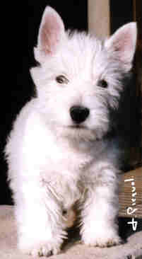 Photo de Ritzy Fizzy du Caln des hamilton