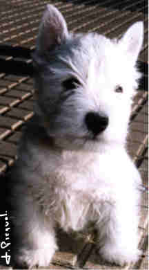 Photo de Ritzy Fizzy du Clan des Hamilton