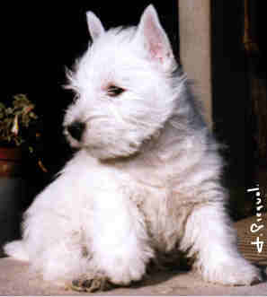 Photo de Ritzy Fizzy du Clan des hamilton