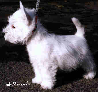 Photo de Ritzy Fizzy du Clan des Hamilton