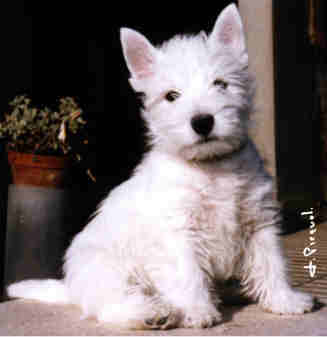 Photo de Ritzy Fizzy du Clan des hamilton