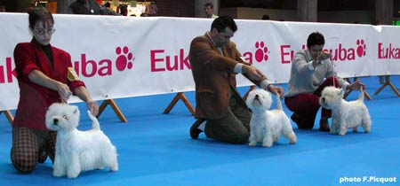 RCACIB Ch. Ouanadoo du Clan des Hamilton, BOB CAC CACIB Pale Moonlight de Champernoune, RCAC Alborada Irka