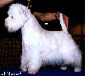 Photo Private Dancer du Clan des Hamilton