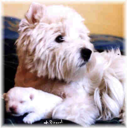 photo chiot Ch lippy x high in the sky