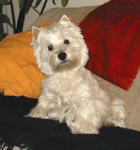 Ch. Lord's Wain Lippy