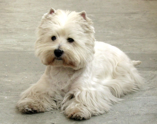 Ch. Lord's Wain lippy