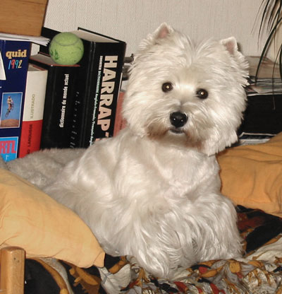 Ch. Lord's Wain Lippy