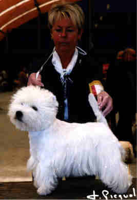 BOB CAC CACIB Ch. Youngman of Jeryco