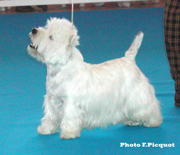 CAC CACIB BOB Rebac's Runing to Chelsea