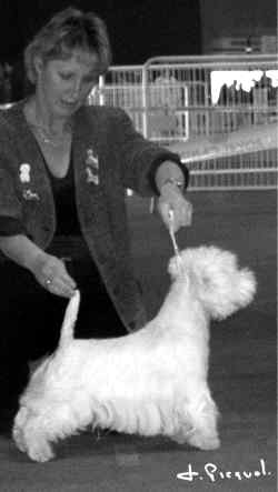 Cac Cacib Oslo de Willycot