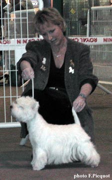 CACIB MISTY MOON DE WILLYCOT