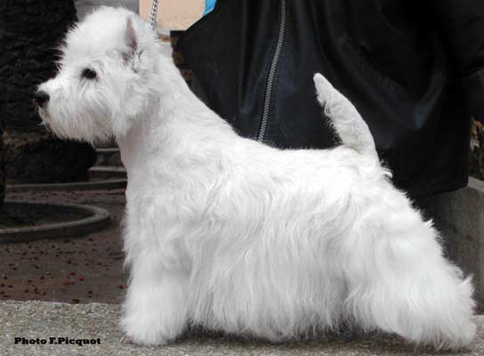 Ch. Punchy Baby du Clan des Hamilton