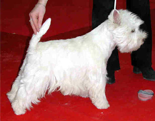 CAC CACIB BOB Ripley de Biguinine