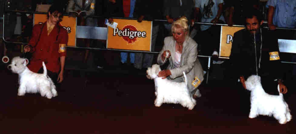 1�re open CAC-QC(left)Ouanadoo du clan des hamilton, 1�re champ CACIB(middle) Caithness petticoat lane, 2�me champRCACIB(right) Alborada magic dream