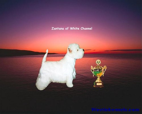 CAC BOB Zantana of White Channel